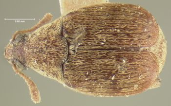 Media type: image;   Entomology 8210 Aspect: habitus dorsal view